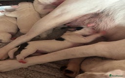Jack Russell dogs for sale: Beautiful, big and healthy jack Russell pups - Image 17