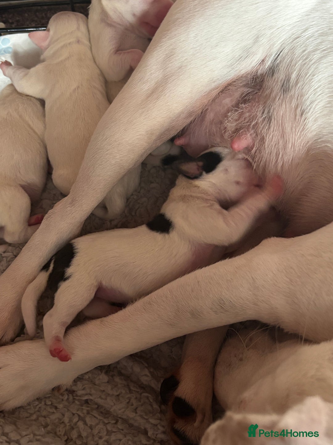 Jack Russell dogs for sale: Beautiful, big and healthy jack Russell pups - Image 17