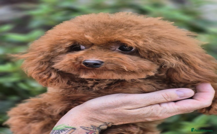 Toy Poodle dogs - Advert 10