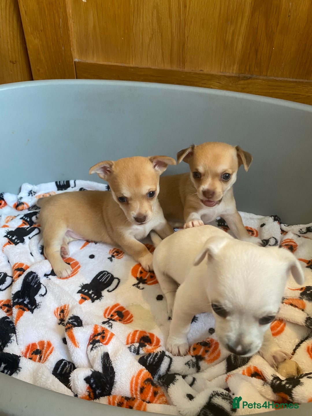 Chihuahua dogs for sale: Four beautiful chihuahua puppies 1 boy 3 girls  - Image 3