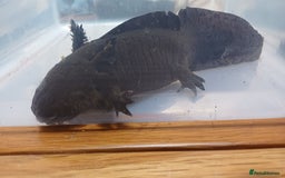Axolotl reptiles for sale: 3 axolotyls available  - Image 6