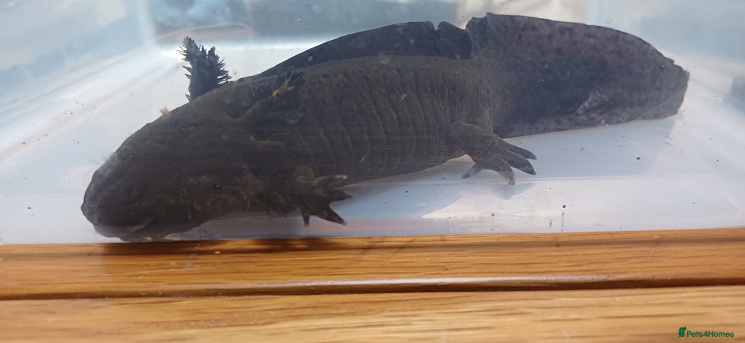 Axolotl reptiles for sale: 3 axolotyls available  - Image 6