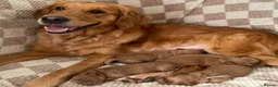 Mini Goldendoodle dogs for sale: Beautiful F1 Golden Doodles in Liverpool - Advert 1