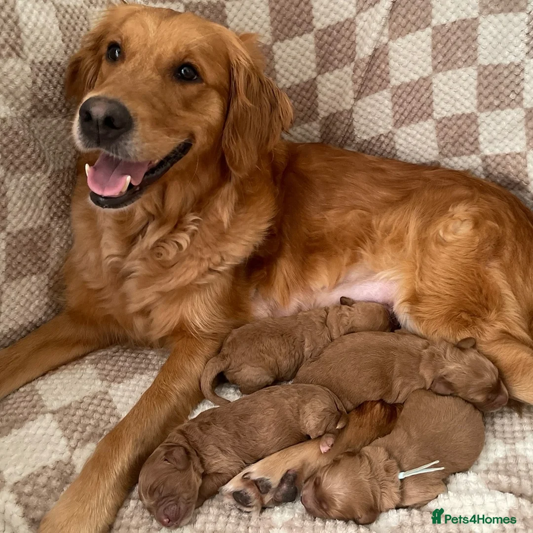 Mini Goldendoodle dogs for sale: Beautiful F1 Golden Doodles in Liverpool - Advert 1