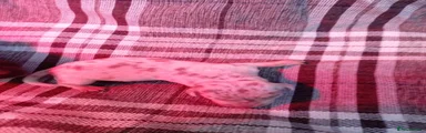 Miniature Dachshund 1