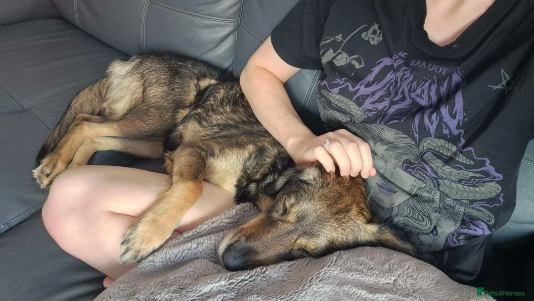 Mixed Breed dogs for sale: Gorgeous Willow needs new home - Advert 6