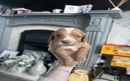Cocker Spaniel dogs for sale: Stunning cocker spaniels for sale - Image 17