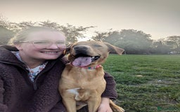 Labrador Retriever dogs for sale: Missy ✨ - Image 3