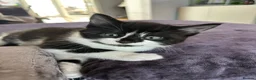 Turkish Angora cats for sale: 3 Stunning Turkish Angora Kittens - Advert 12