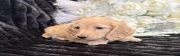 Miniature Dachshund dogs for sale: Stunning kc reg miniture dachshund in Deal - Advert 12