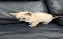 Siamese cats for sale: Lilac / Blue point Siamese  - Image 11