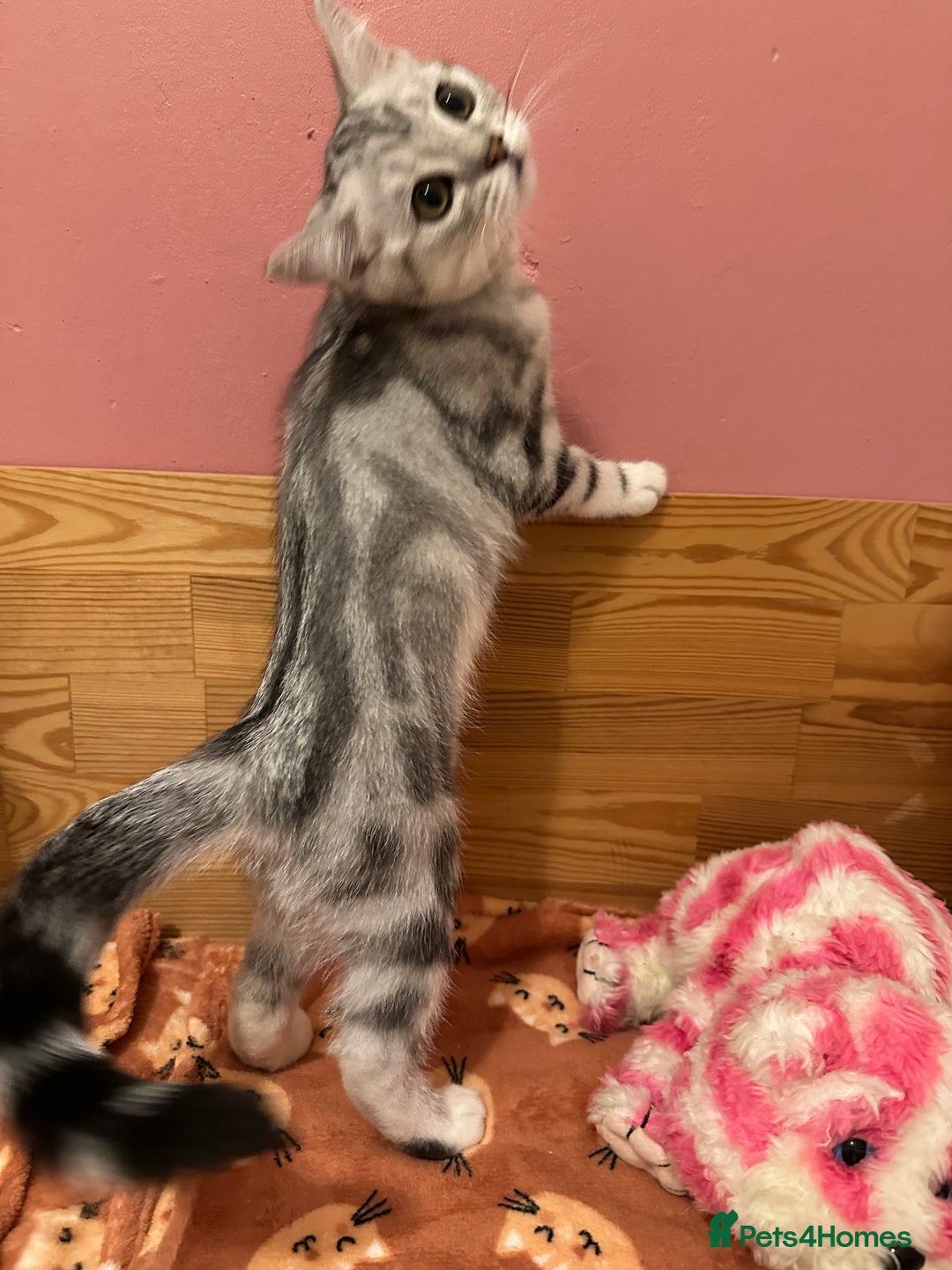 British Shorthair cats for sale: Silver Tabby BSH GCCF registered Kittens - Image 15