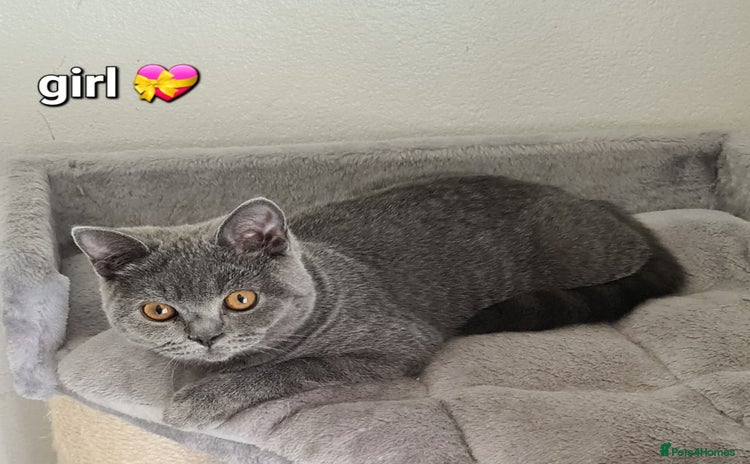 British Shorthair cats in Mexborough - Advert 6