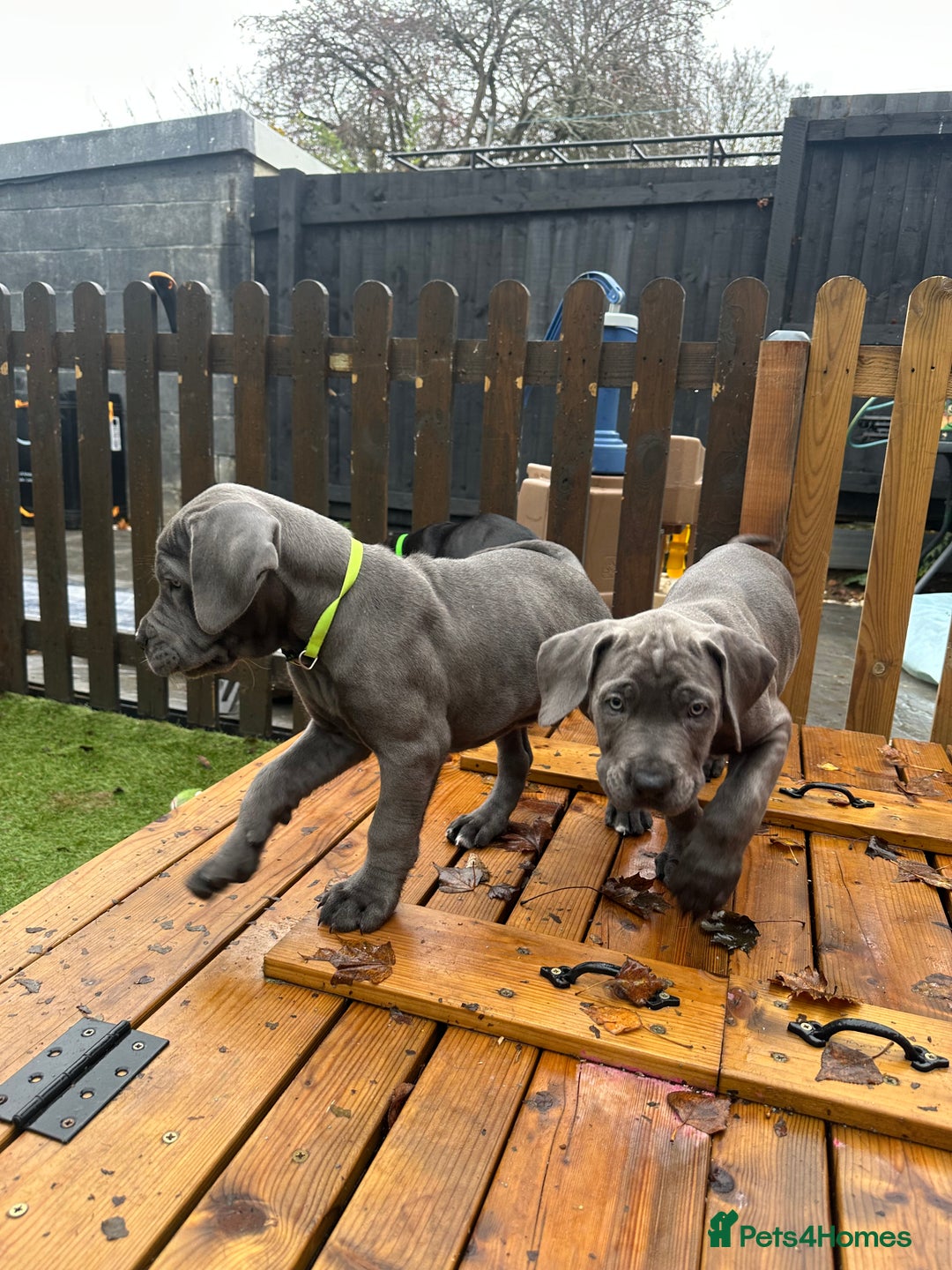 Mixed Breed dogs for sale: Cane corso/Great Dane puppies for sale ✨✨ - Image 20