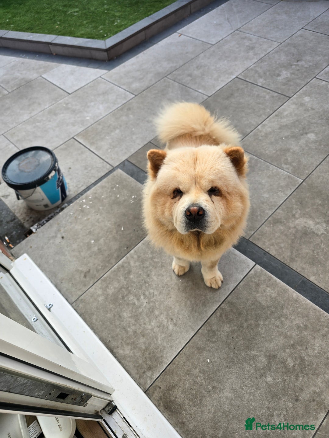 Chow Chow dogs for sale: Bear the chow chow - Image 14