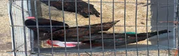 Chickens poultry for sale: Derbyshire Redcap chickens - Advert 2