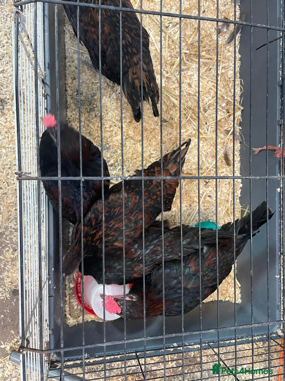 Chickens poultry for sale: Derbyshire Redcap chickens - Advert 2