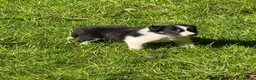 Border Collie dogs for sale: Border Collie Puppies from Working Stock in Carnforth - Advert 10
