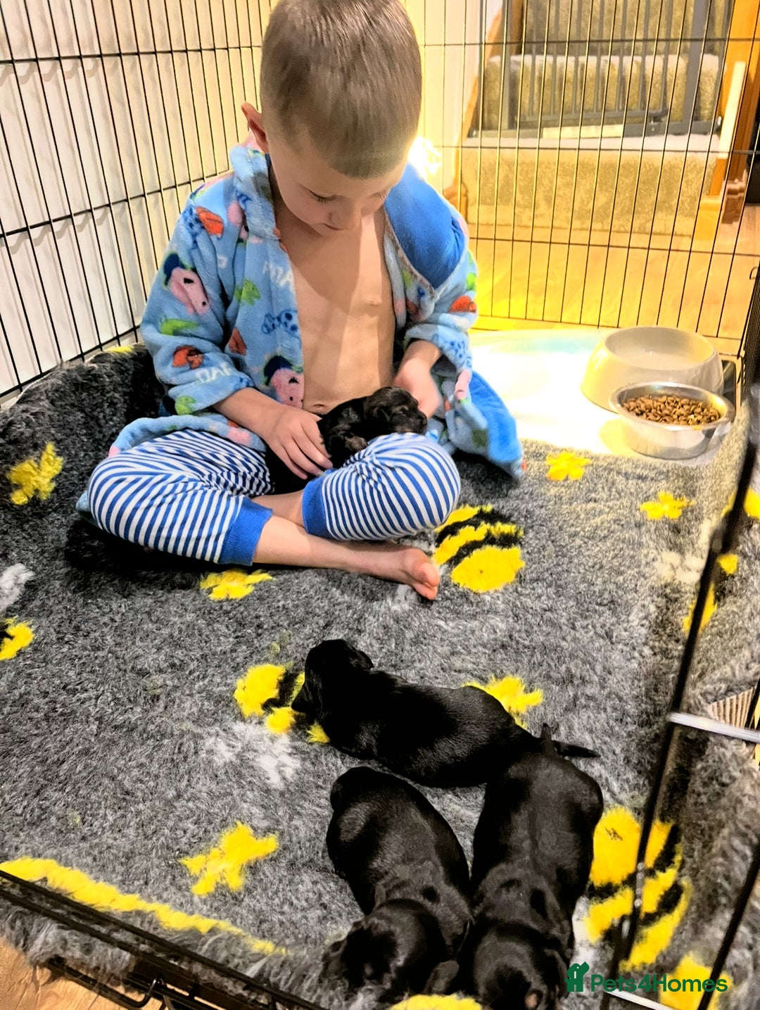 Miniature Dachshund dogs for sale: **Exceptionally well Raised Miniature Dachshunds** - Advert 9