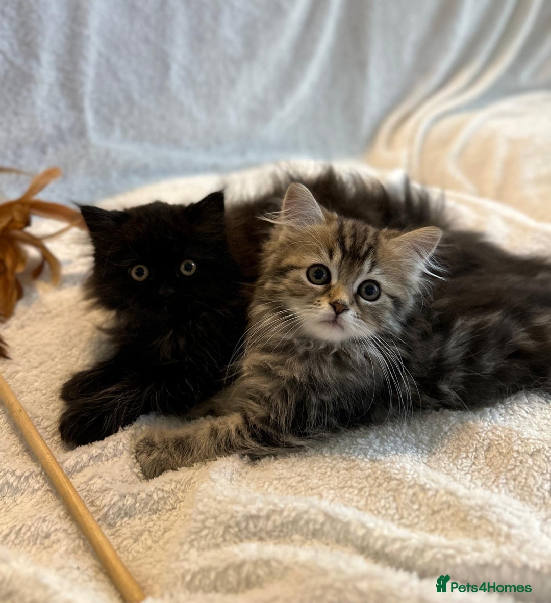 Siberian cats for sale: ❤️ 5 super friendly Siberian mix kittens ❤️ - Image 16