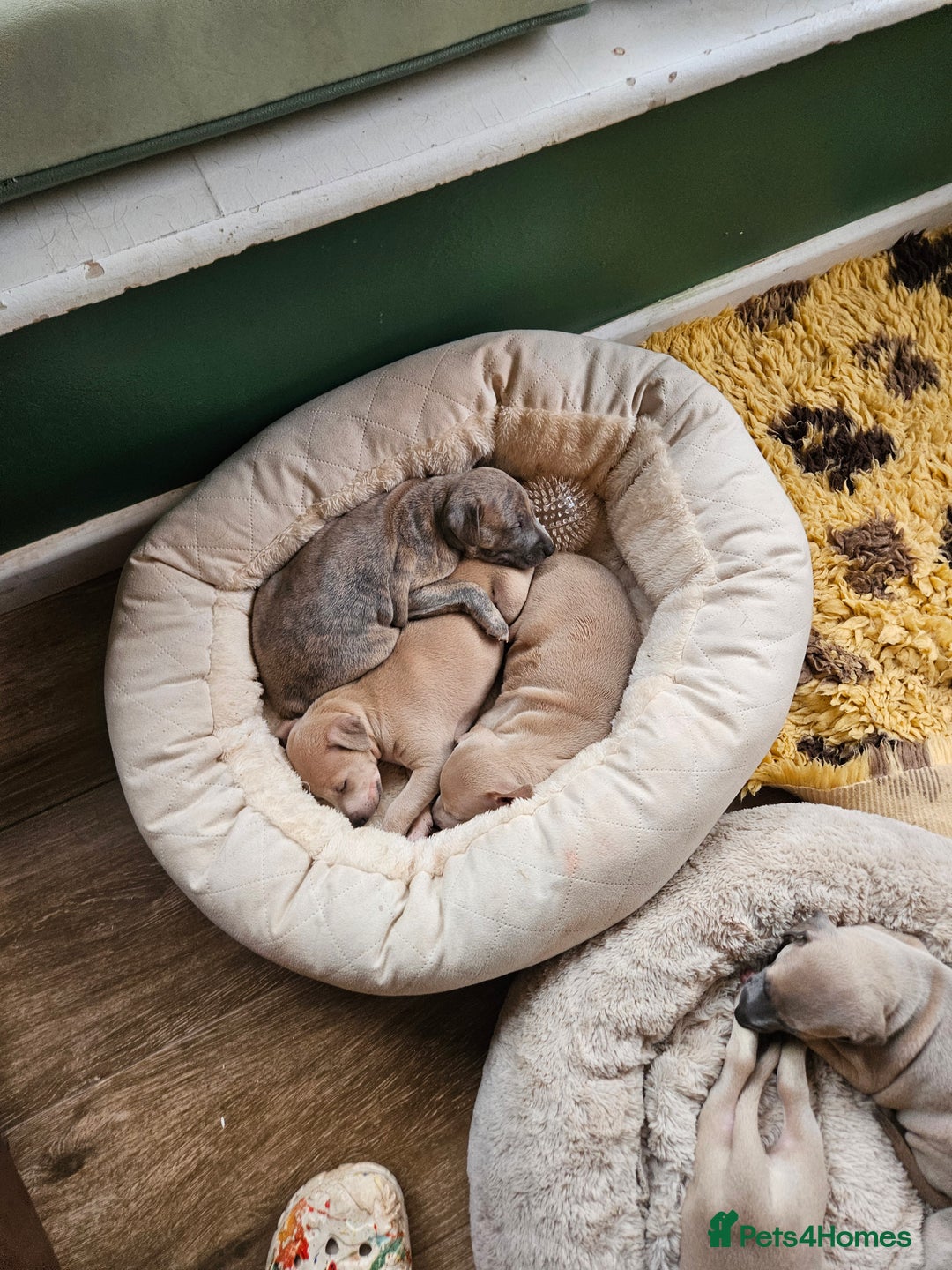 Whippet dogs for sale: ✨🐾 Gorgeous KC Registered Whippet puppies  🐾✨  - Advert 30