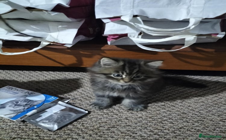 Siberian cats - Advert 1