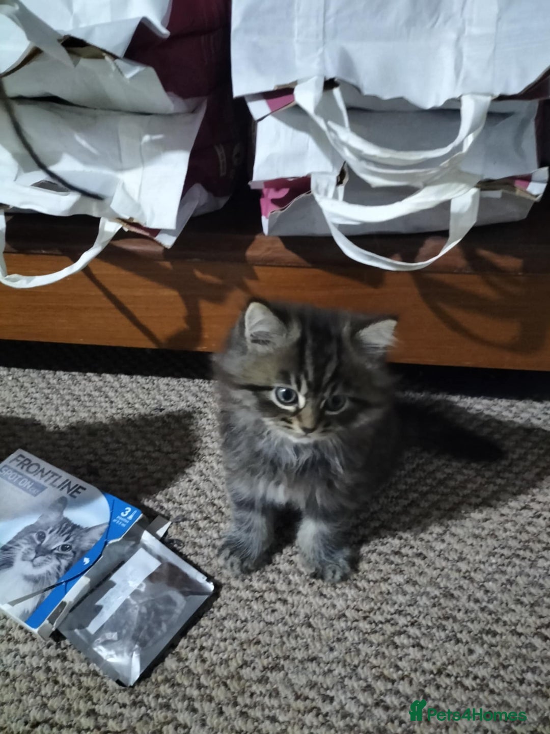 Siberian cats for sale: Male  - Image 1
