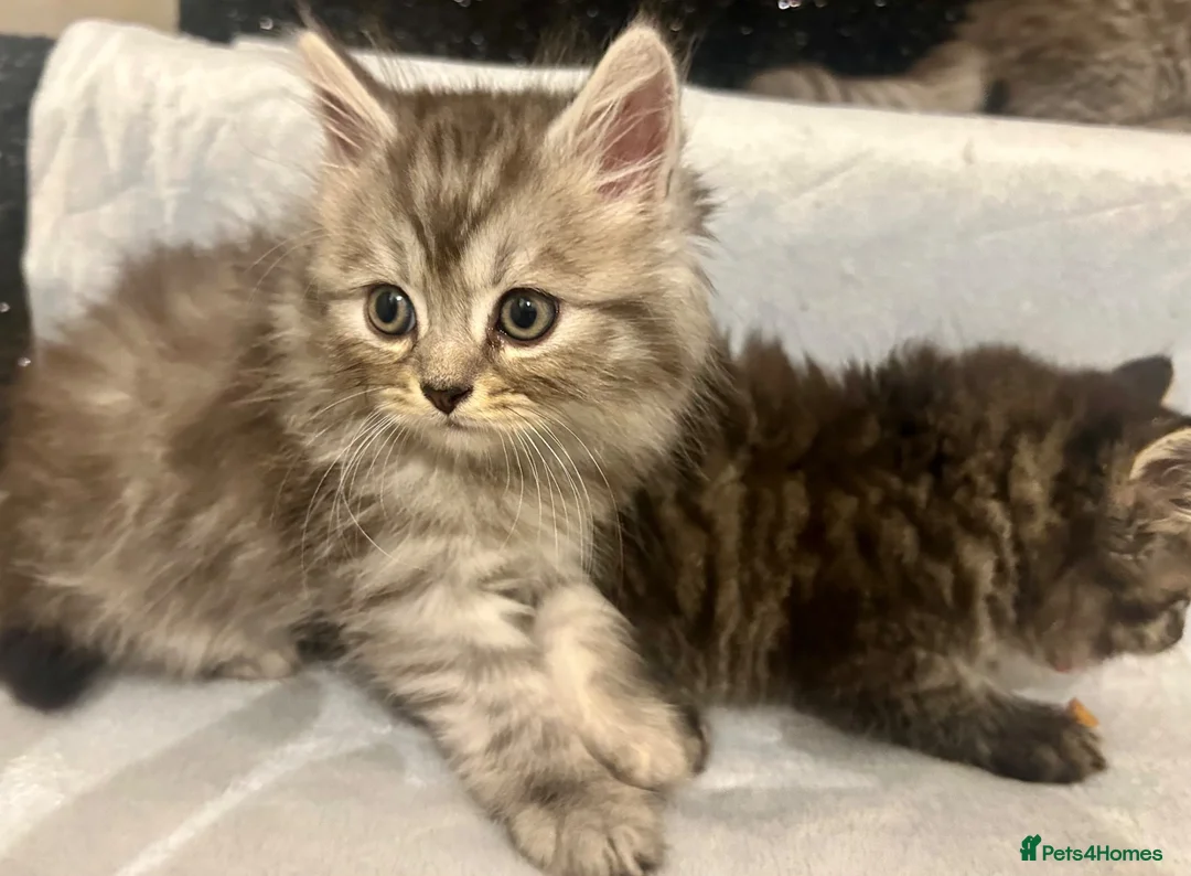 Persian cats for sale: Cute Half Persian Kittens  - Advert 1