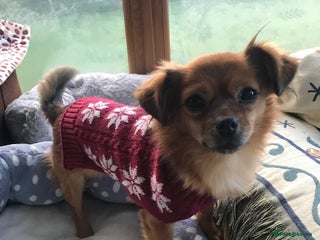 Mixed Breed dogs Tiny Minxy - Advert 13