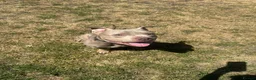 American Bully dogs for sale: Pocket Bully For Sale in Aylesbury - Advert 1