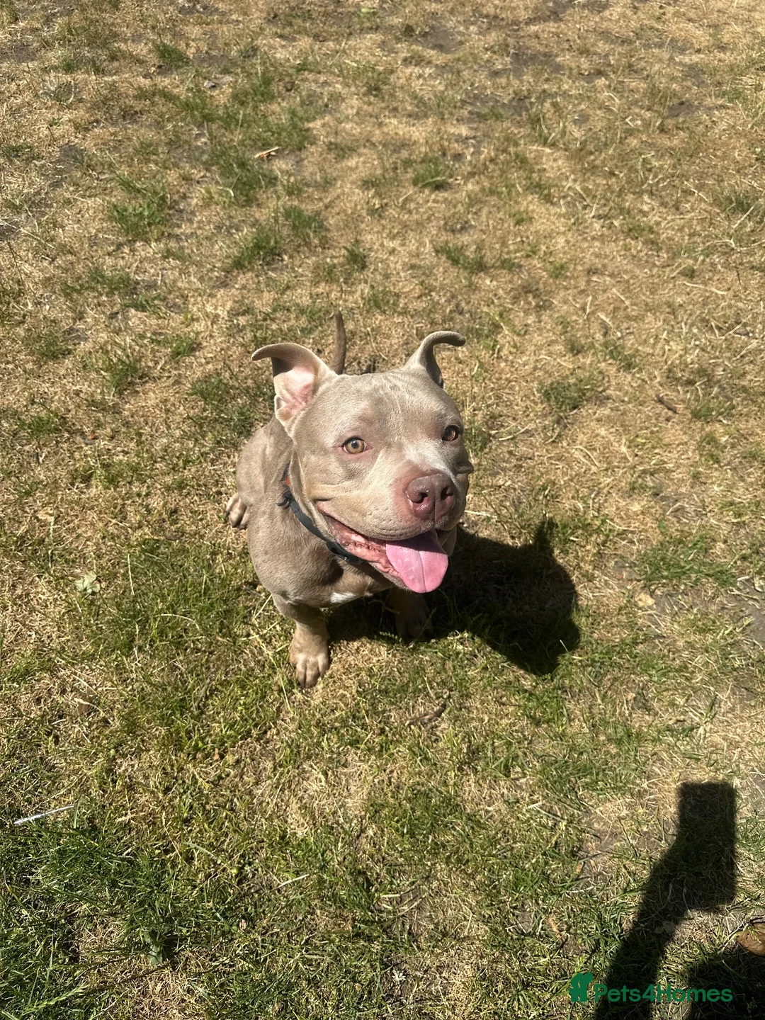 American Bully dogs for sale: Pocket Bully For Sale in Aylesbury - Advert 1