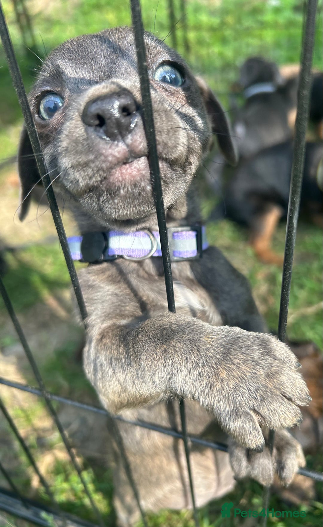 Jack Russell dogs for sale: Blue & Black Brindle Jack Russells - Image 26