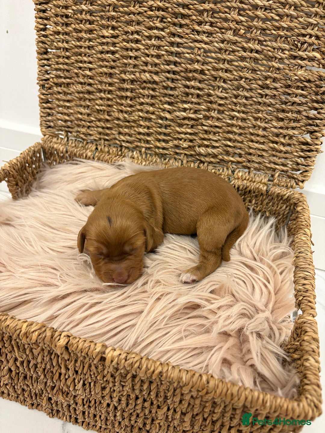Cocker Spaniel dogs for sale: Gorgeous KC cocker spaniel puppies  - Image 5