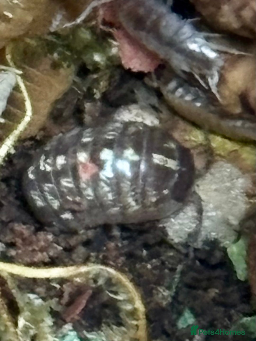 Isopods invertebrates for sale: Mixed types Isopods available Ridgeback Rollers  - Advert 20