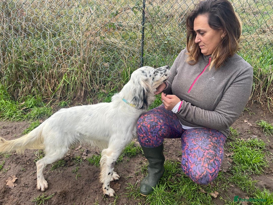 English Setter dogs for adoption: Ola   - Advert 5