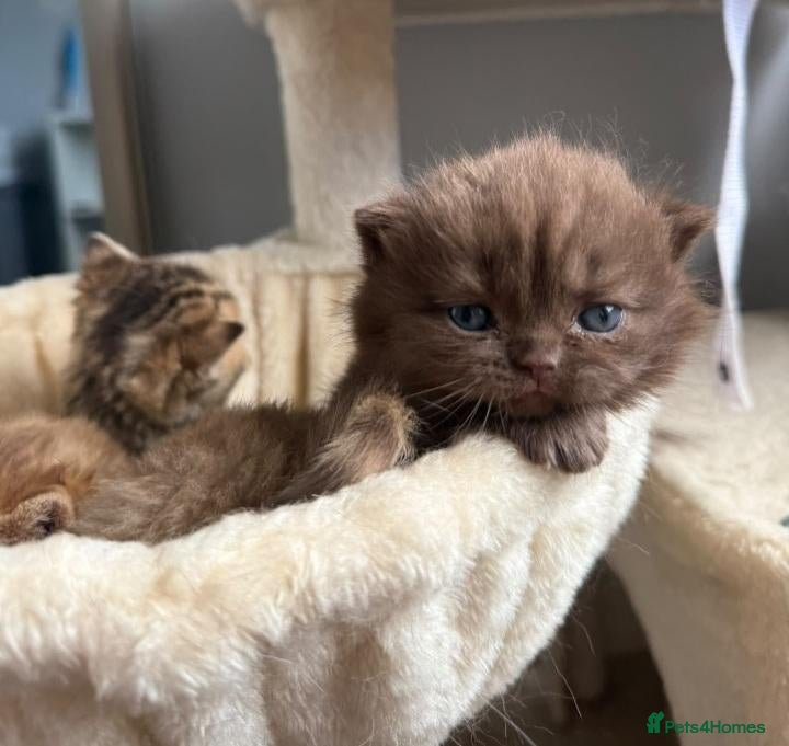 Scottish Fold cats Exceptional litter of Scottish fold/ straight😍😍 - Advert 1