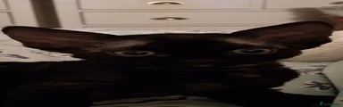 Devon Rex 2