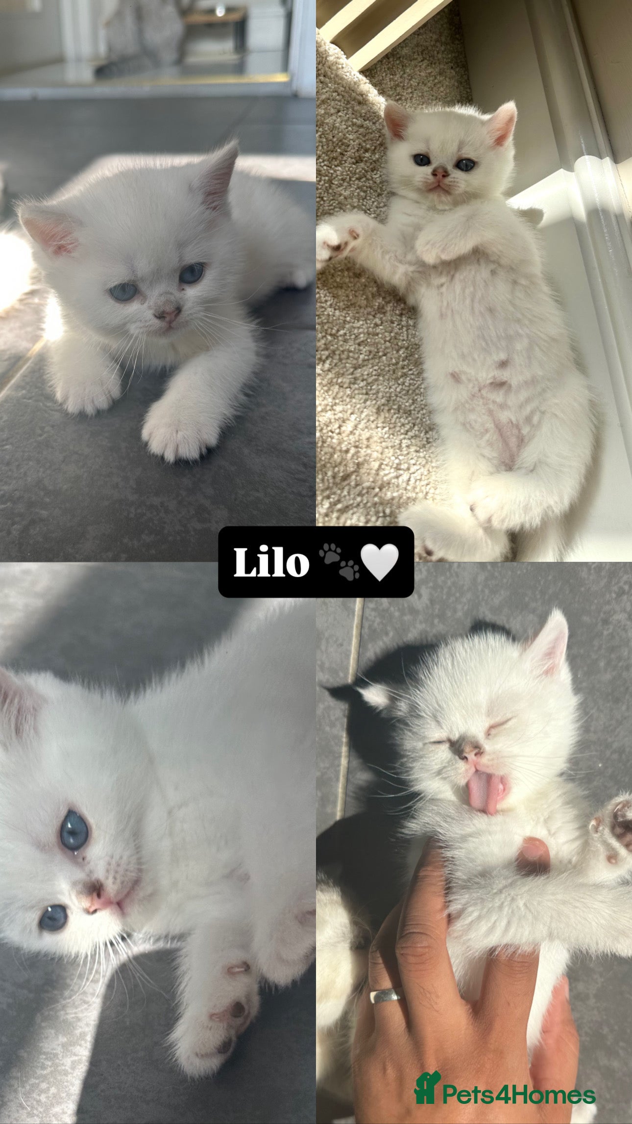 British Shorthair cats Champion line British shorthair kittens  - Advert 2