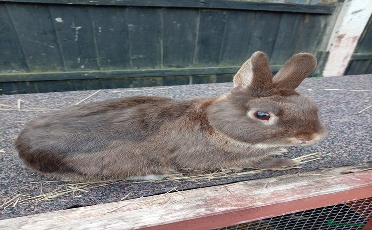 Netherland Dwarf rabbits - Advert 12