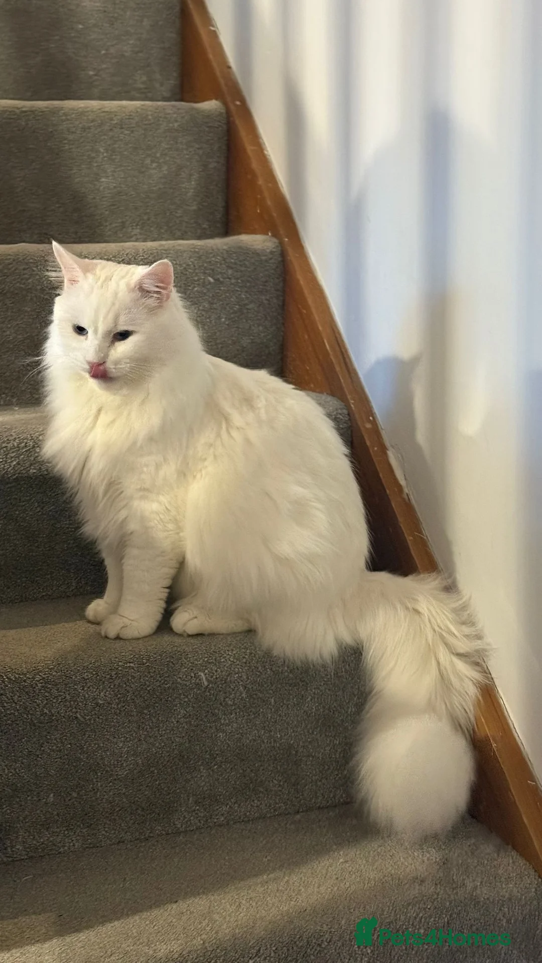 Ragdoll cats for sale: Ragdoll and Maine coon cat for sale - Advert 5