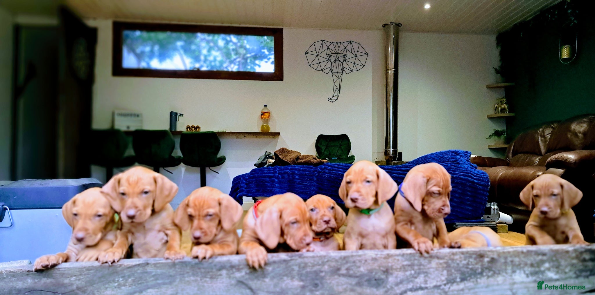 Hungarian Vizsla dogs Hungarian pedigree vizsla puppies  - Advert 14