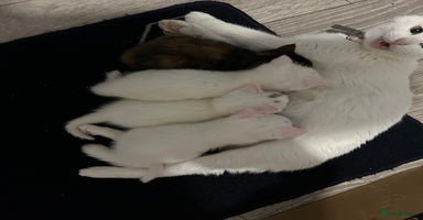 Mixed Breed cats - Advert 9