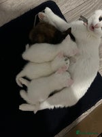 Mixed Breed cats - Advert 5