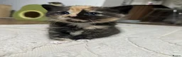 Persian cats for sale: Beautiful persian cross kitten for sale - Advert 15
