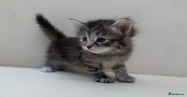Mixed Breed cats - Advert 4