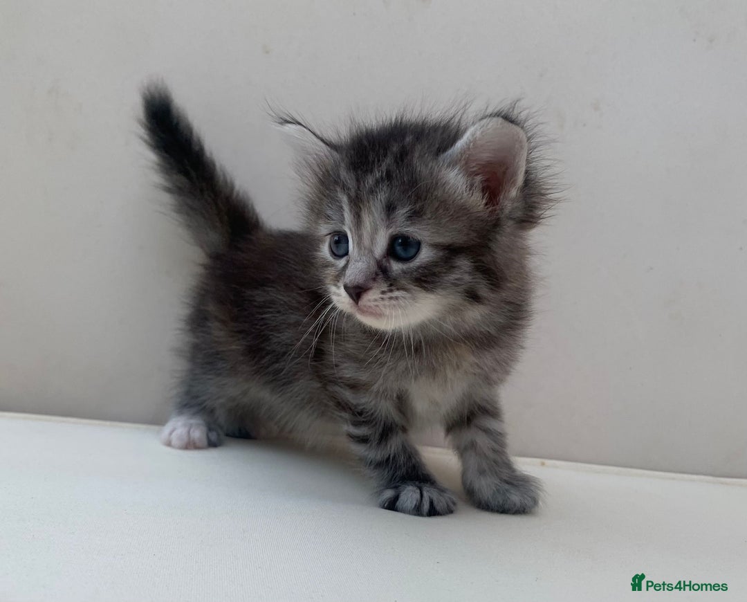 Mixed Breed cats for sale: Gorgeous Siberian Neva Masquerade Cross Kittens! - Image 2