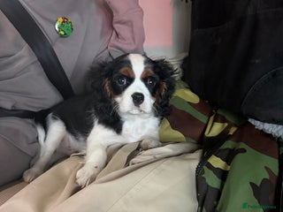 Cavalier King Charles Spaniel dogs Cavalier King Charles Spaniels - Advert 1