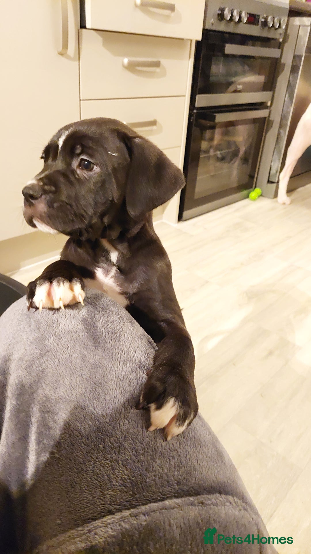 Mixed Breed dogs for sale: Cane Corso cross American bulldog puppy's  - Advert 18