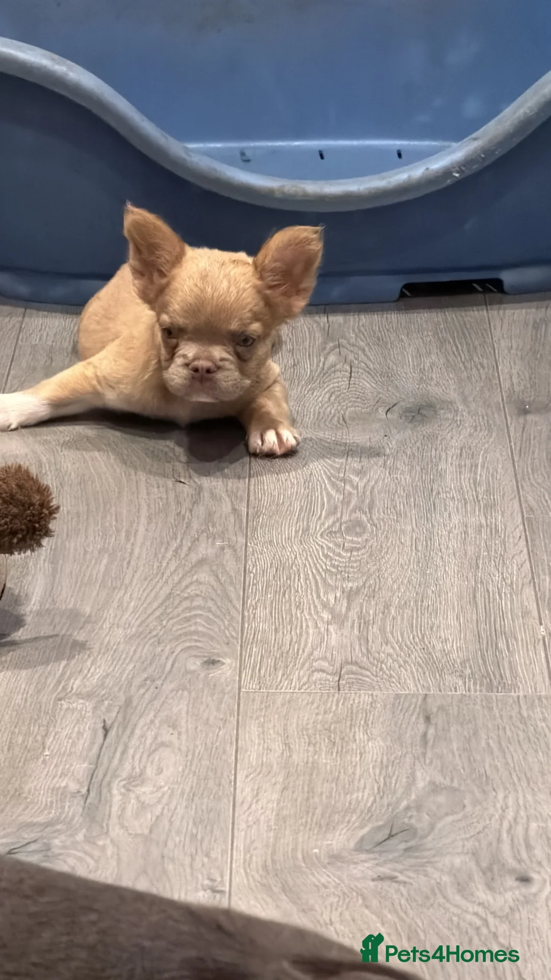 French Bulldog dogs for sale: One female fluffy French bulldog  - Advert 2
