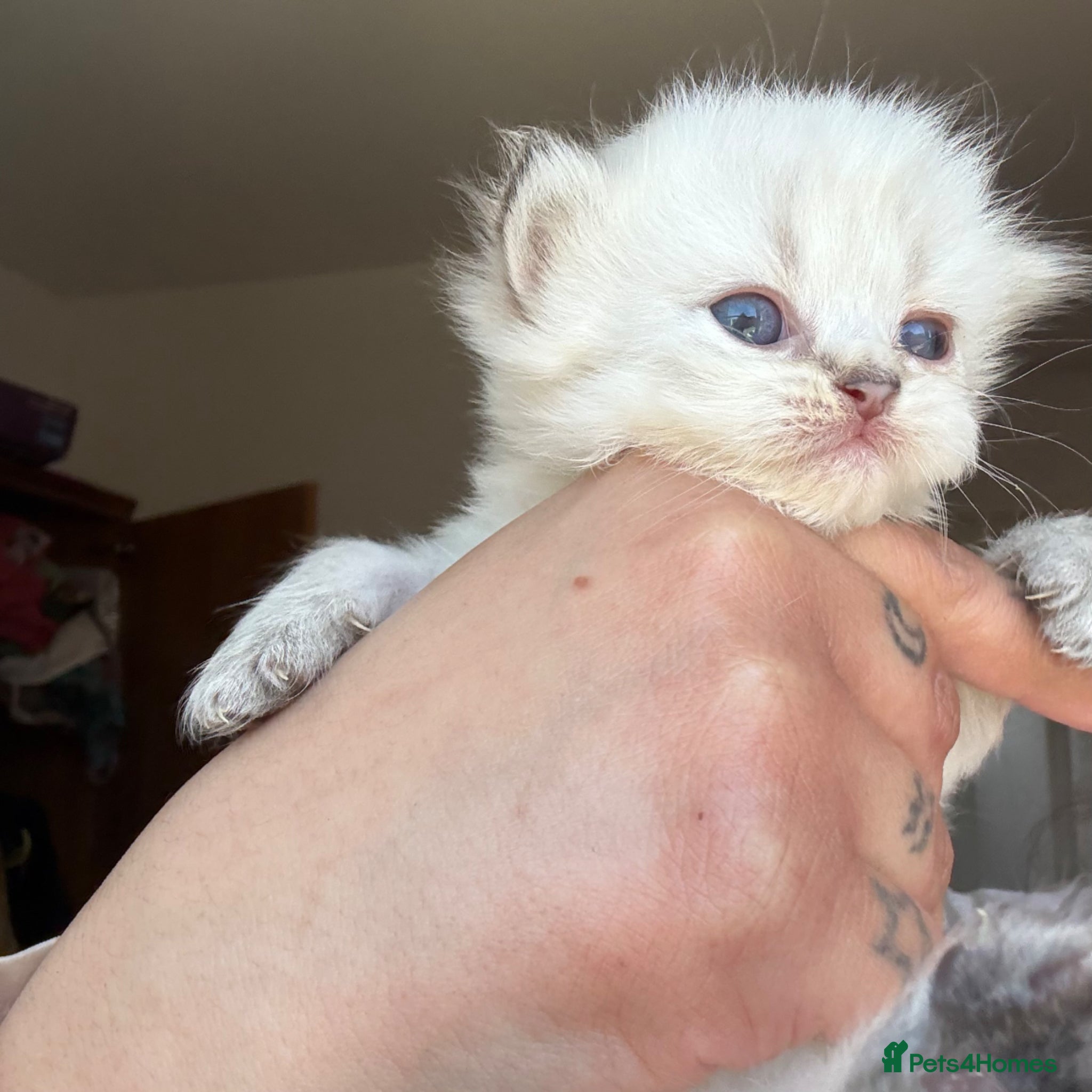 Persian cats Two dollface Persian chinchillas available  - Advert 1